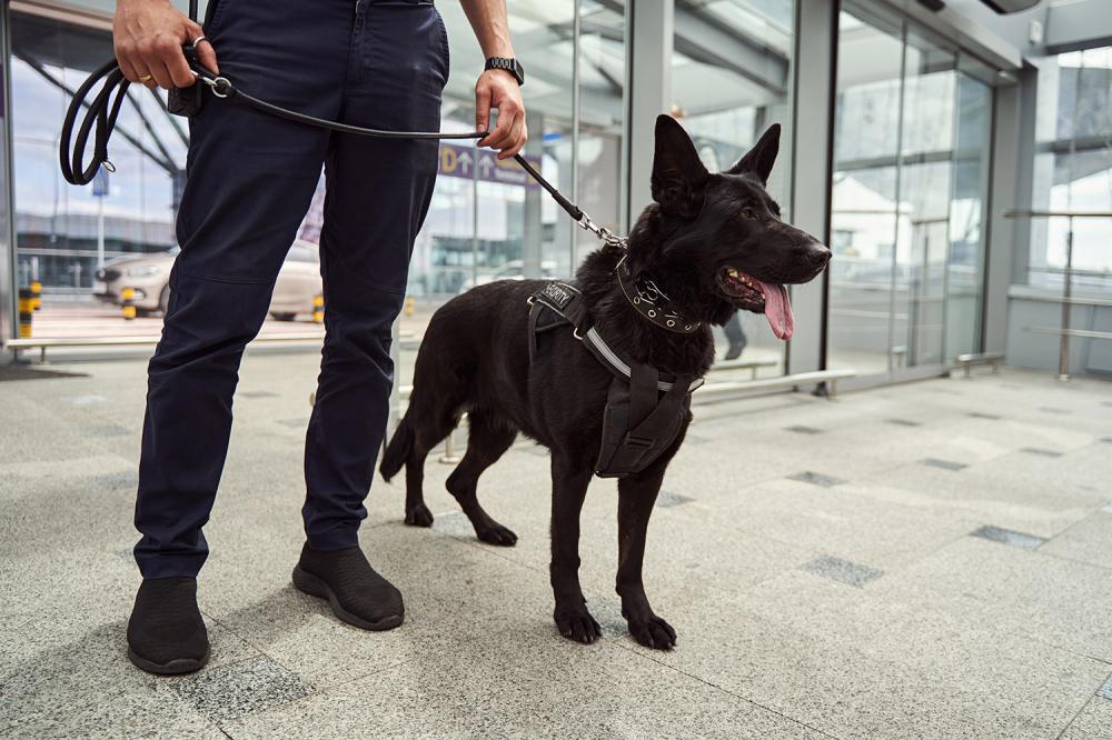 Chien sécurité à Seine-et-Marne